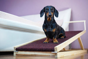 Choosing the Right Dog Ramp for You