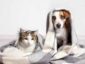 How to Choose the Perfect Dog Bed A Complete Buyer s Guide