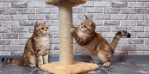 Leisure and Lifestyle > Pet Supplies > Cat Scratching Posts