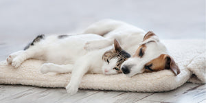 Leisure and Lifestyle > Pet Supplies