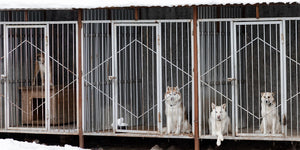 Leisure and Lifestyle > Pet Enclosures > Dog Enclosures