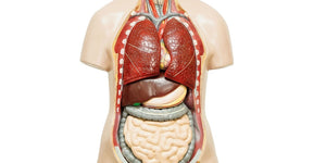 Leisure and Lifestyle &gt; Anatomy Models