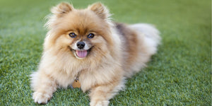 Outdoor and Garden > Synthetic Turf
