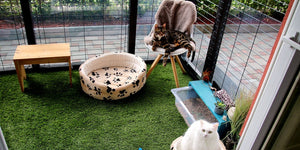 Leisure and Lifestyle &gt; Pet Enclosures &gt; Cat Enclosures
