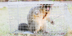 Leisure and Lifestyle > Pest Control > Possum Traps