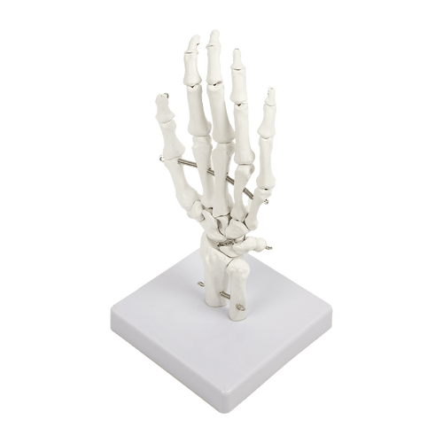 Hand Joint Anatomical Skeleton Model Human Anatomy Study Tool