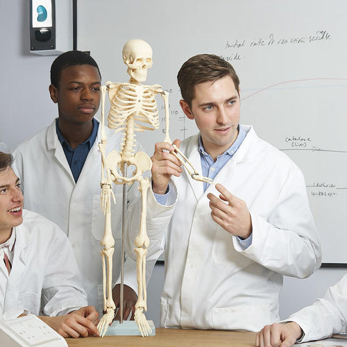 Anatomical 85cm Tall Human Skeleton with Stand Model - Medical Anatomy
