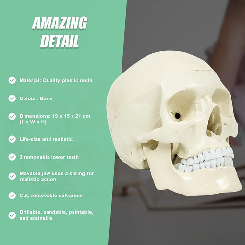 Life Size Anatomical Deluxe Human Skull Model Medical Skeleton Anatomy Replica