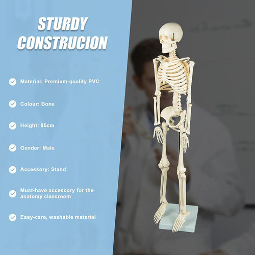 Anatomical 85cm Tall Human Skeleton with Stand Model - Medical Anatomy