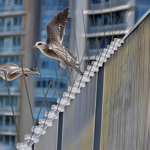 20x 50cm Bird Spike S304 wire Spikes Eaves Pigeon Gull Starling 10M