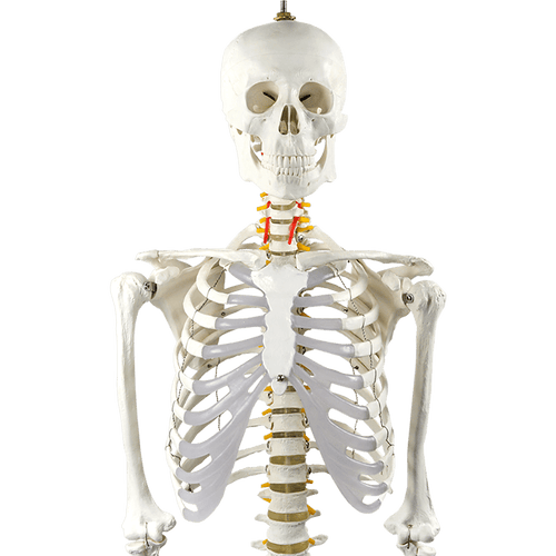 Human Skeleton Anatomical Model 180cm