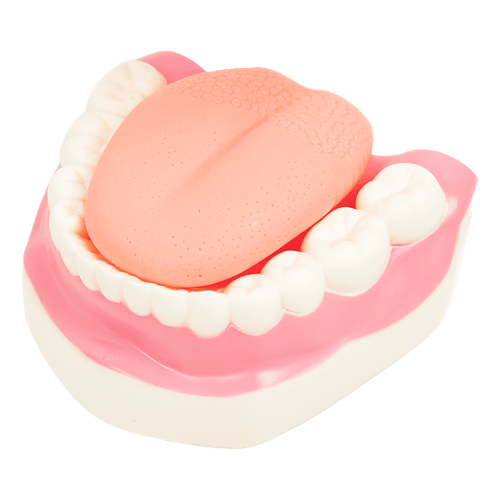 Dental Tooth Brushing Model Teeth Care