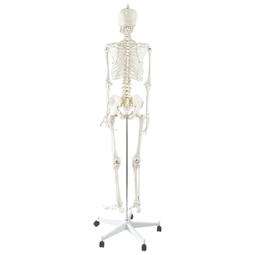 Human Skeleton Anatomical Model 180cm