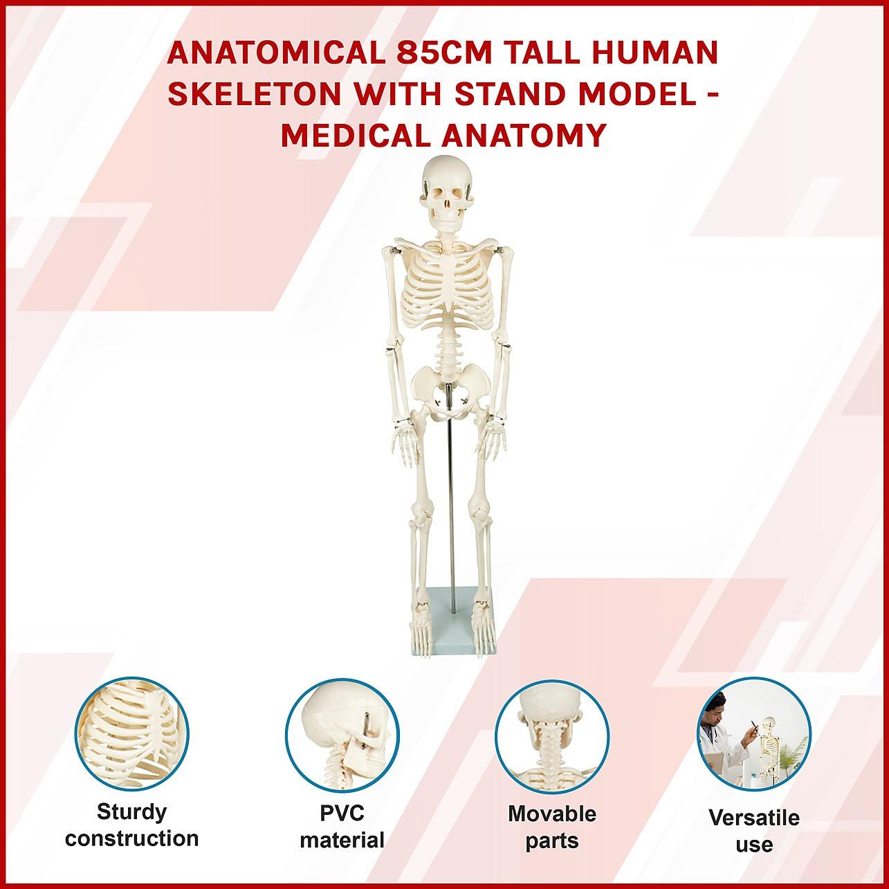 85cm Tall Anatomical Human Skeleton Model With Flexible Spine - Medical Teaching Tool