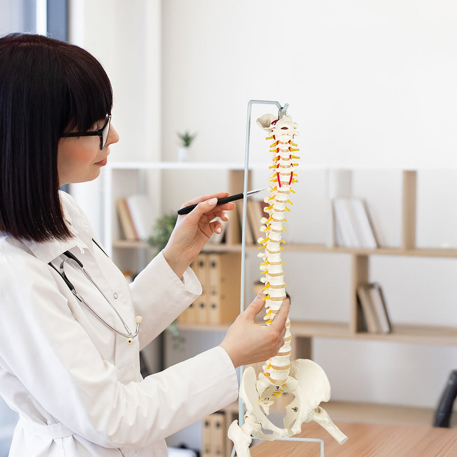 Anatomical Skeleton Model with Flexible Spine, Pelvis and Femurs