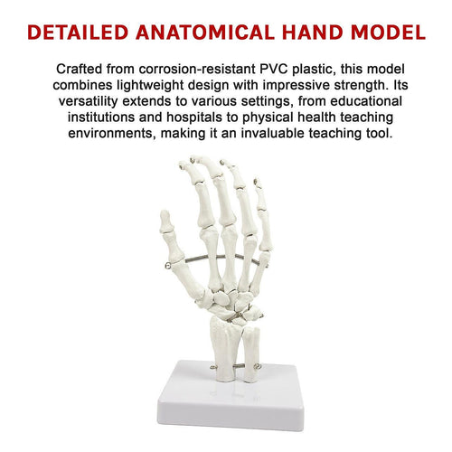 Hand Joint Anatomical Skeleton Model Human Anatomy Study Tool