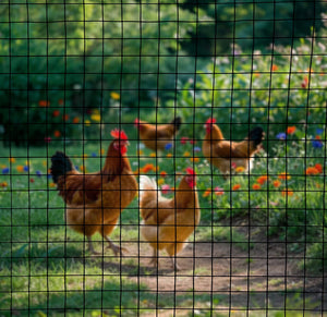 30m Black Chicken Wire Mesh Roll – Heavy Duty Aviary Netting & Garden Fencing for Poultry