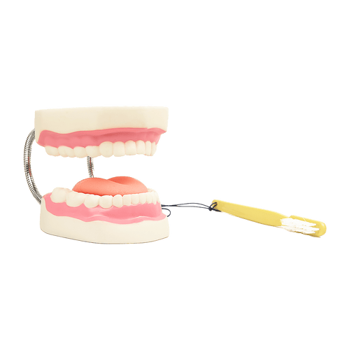 Dental Tooth Brushing Model Teeth Care