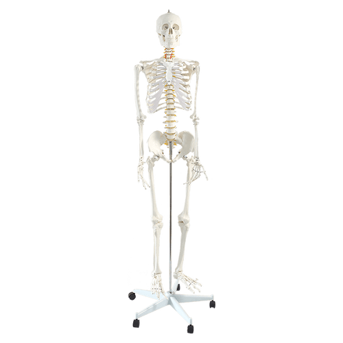 Human Skeleton Anatomical Model 180cm