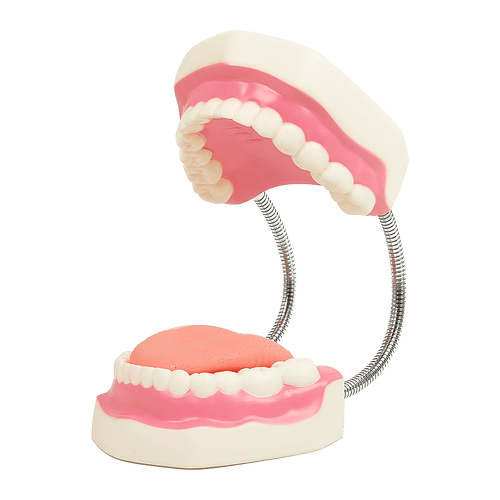 Dental Tooth Brushing Model Teeth Care