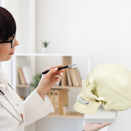 Life Size Anatomical Deluxe Human Skull Model Medical Skeleton Anatomy Replica