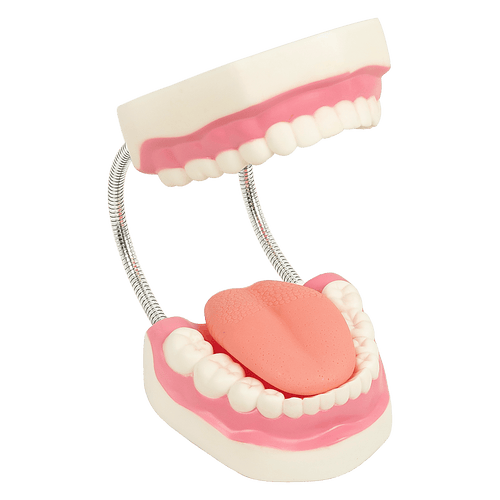 Dental Tooth Brushing Model Teeth Care