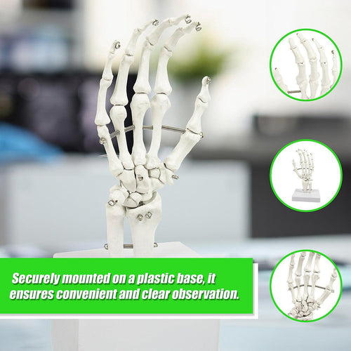 Hand Joint Anatomical Skeleton Model Human Anatomy Study Tool