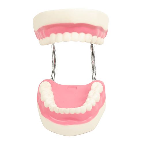 Dental Tooth Brushing Model Teeth Care