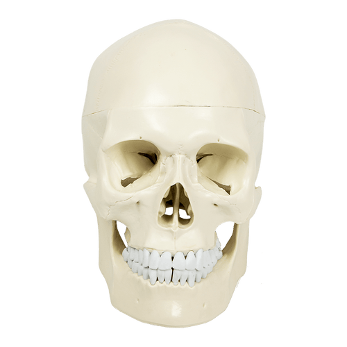 Life Size Anatomical Deluxe Human Skull Model Medical Skeleton Anatomy Replica