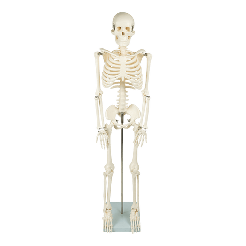 Anatomical 85cm Tall Human Skeleton with Stand Model - Medical Anatomy