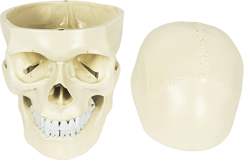 Life Size Anatomical Deluxe Human Skull Model Medical Skeleton Anatomy Replica