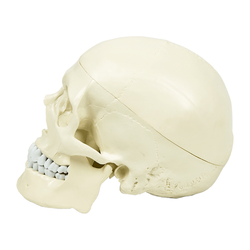 Life Size Anatomical Deluxe Human Skull Model Medical Skeleton Anatomy Replica