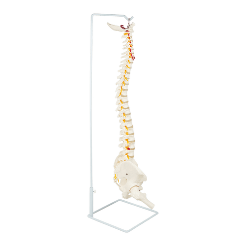 Life Size Flexible Vertebral Spine Pelvis & Femur Skeleton Model Anatomy Model