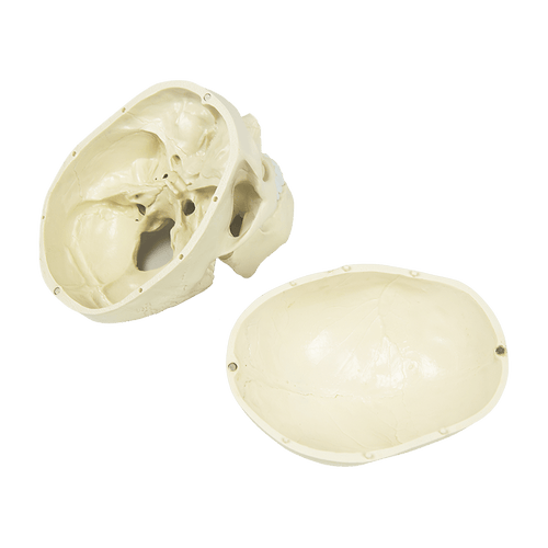 Life Size Anatomical Deluxe Human Skull Model Medical Skeleton Anatomy Replica