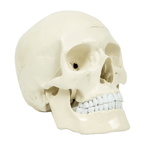 Life Size Anatomical Deluxe Human Skull Model Medical Skeleton Anatomy Replica